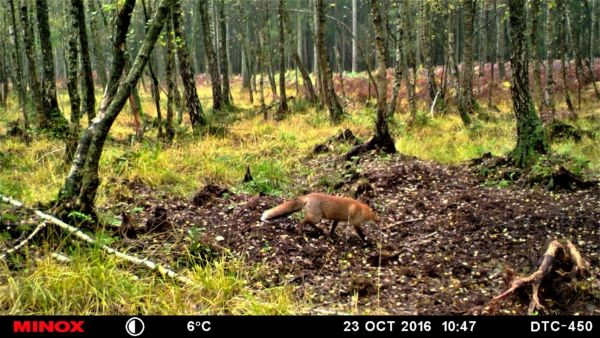 Rotfuchs in einem Birkenbruch