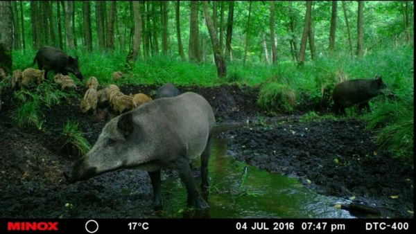 Rotte Sauen im Bachlauf