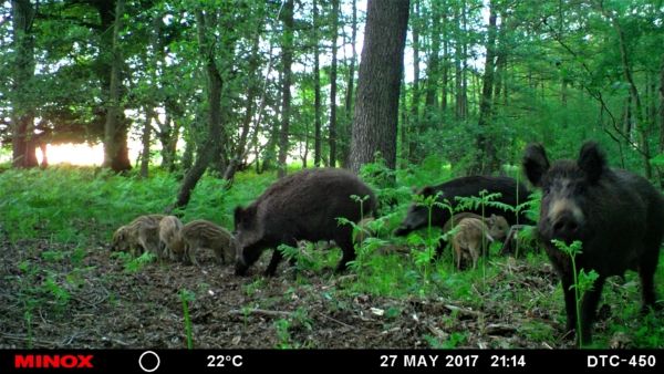 Rotte Sauen mit Frischlingen