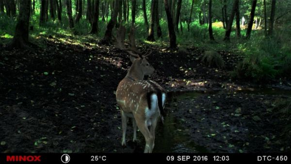 Damhirsch im Bachlauf