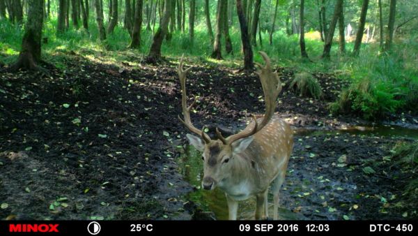 Damhirsch im Bachlauf