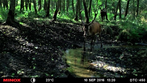 Rothirsche im Bachlauf