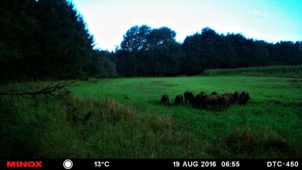 Wildschweine an der Wald Mais Kante