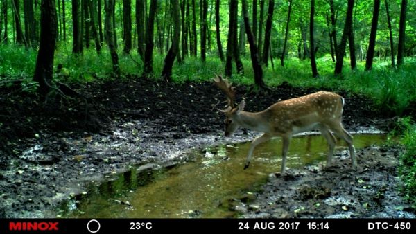 Damhirsch im Bachlauf