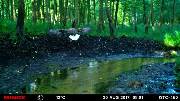 Alter Seeadler am Bachlauf