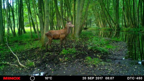 Rotsechser am Bach