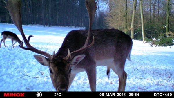 Da interessiert sich jemand für unsere Wildkamera.