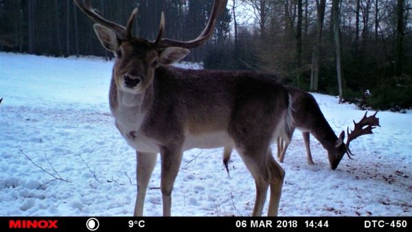 Diesen Hirsch schätzen wir auf etwa 6 Jahre.