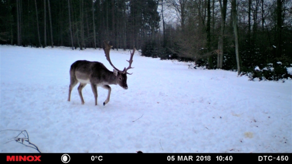 etwas 3 jähriger Damhirsch im Schnee.