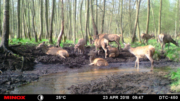 Wir haben wieder öfter Rotkahlwild im Revier.