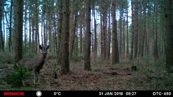 Bastbock vor der Wildkamera.