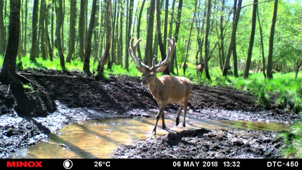 Kein sehr alter Hirsch.