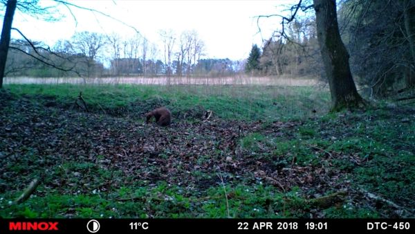 Baummarder bei der Jagd.