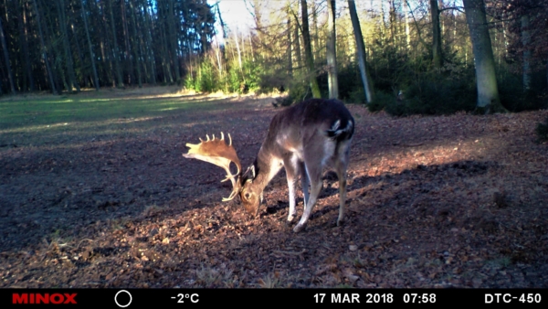 Ein mittelalter Damhirsch vor der Wildkamera.