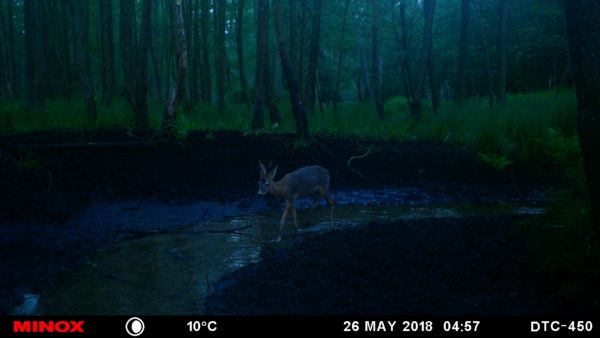 Mittelalter Bock im Bachlauf.