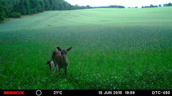 Das erste Damkalb 2018.