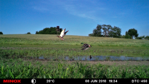 Enten beim Abflug.