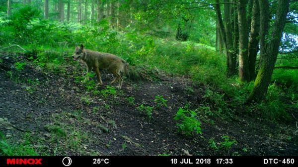 Wolf und was für einer.