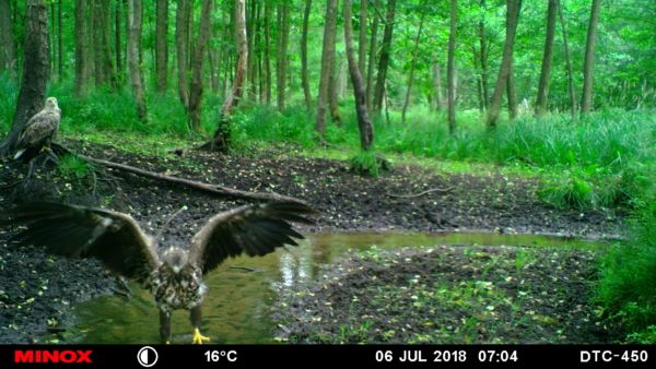 Zwei Seeadler.