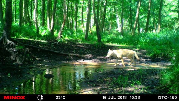 Wolf im Bachlauf.