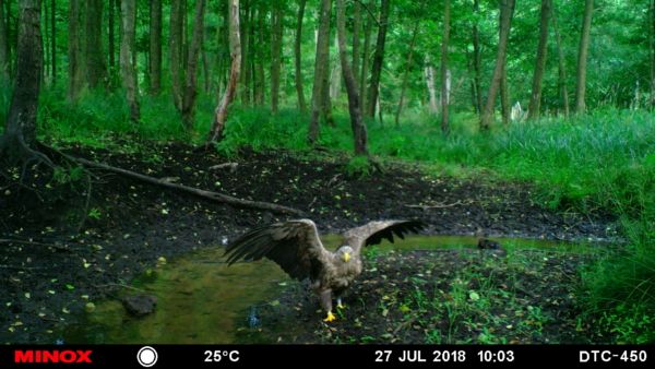 Junger Seeadler.