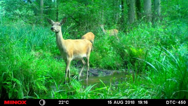 Rotkahlwild vor der Brunft